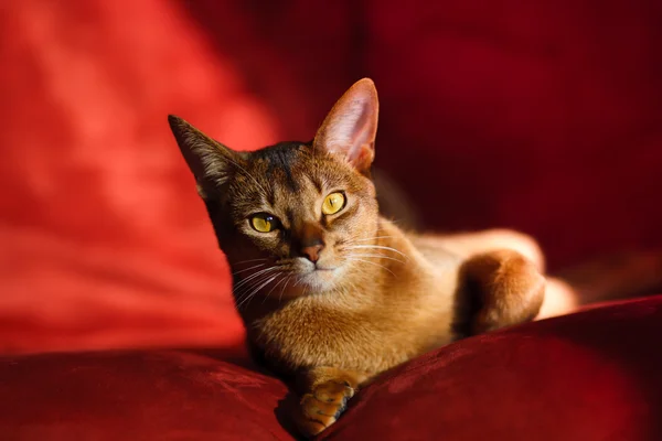 Gato abissínio — Fotografia de Stock