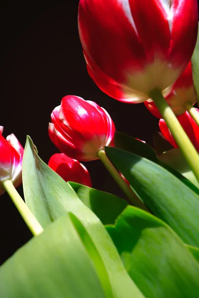 Tulipany na czarnym tle, od dolnej — Zdjęcie stockowe