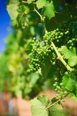 Vineyard satırları