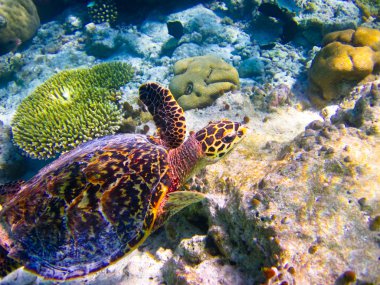 Hawksbill Turtle swiming like flying clipart