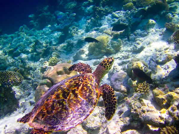 Hawksbill Turtle Swiming Flying Maldives — Stock Photo, Image
