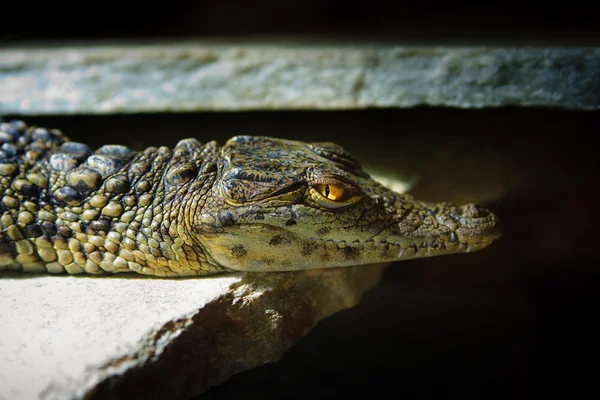 年轻的 Alligator 在自然环境的特写 — 图库照片