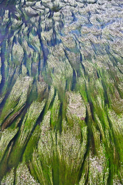 Sob plantas aquáticas como texturas — Fotografia de Stock