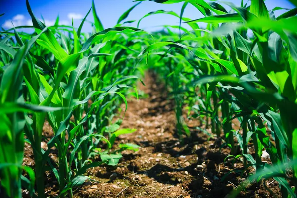 Kukorica, mezőgazdasági mező alapján sor. — Stock Fotó