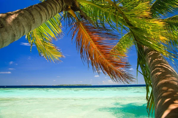 Тропический Рай Мальдивах Пальмами Голубым Небом — стоковое фото