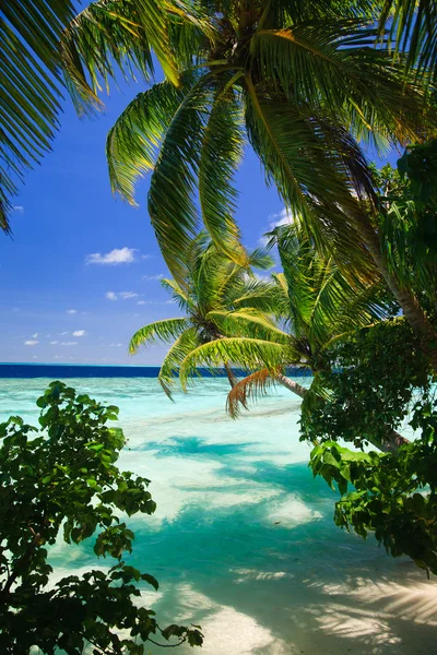 Tropisch Paradijs Met Palmbomen Blauwe Hemel Malediven — Stockfoto