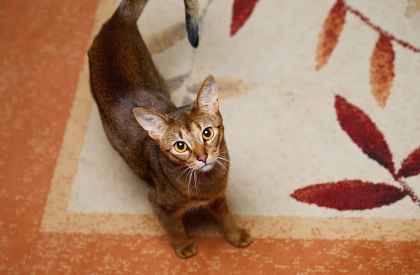 Верри Прохладное Шерстяное Фото Молодого Абиссинского Кота — стоковое фото