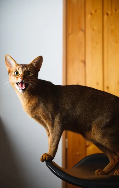 Verry Sval Och Underbara Unga Abessinier Katt Foto — Stockfoto