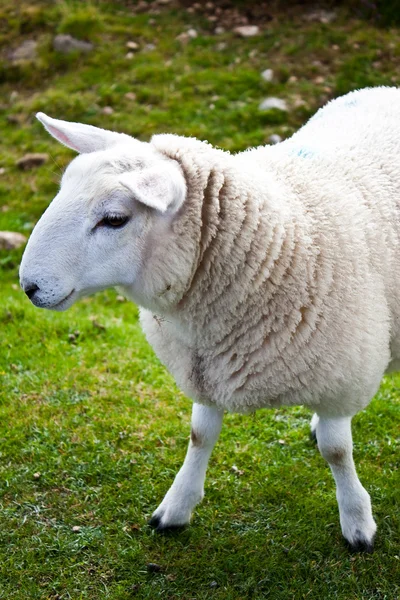 緑の羊 — ストック写真
