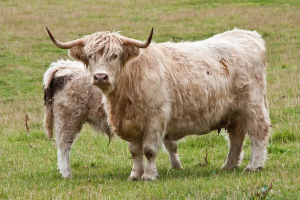 Calf with mother — Stock Photo, Image