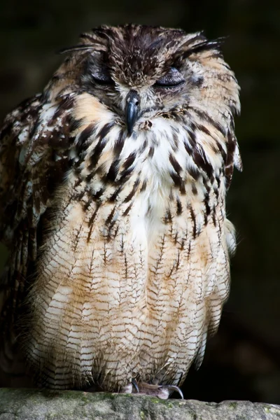 Bengale Eagle Owl — Stock Photo, Image