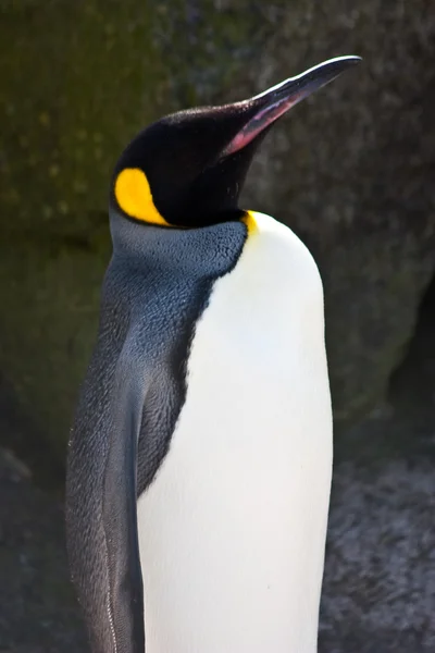 Kung pingvin — Stockfoto