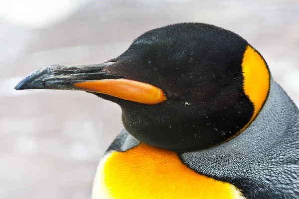 Re Pinguino — Foto Stock