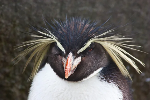 Rockhopper pinguino — Foto Stock