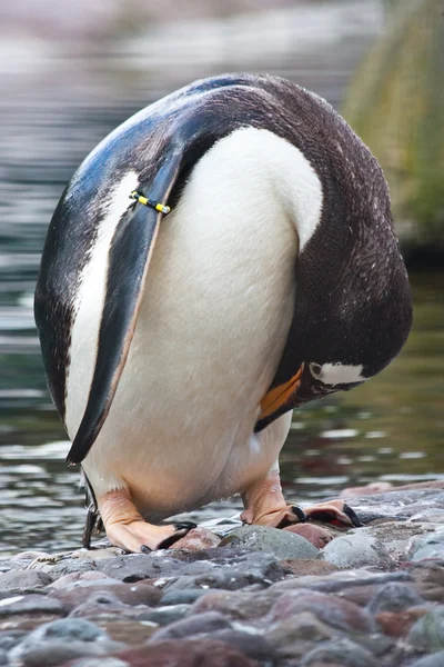 Gentoo Penguin — Stock Photo, Image