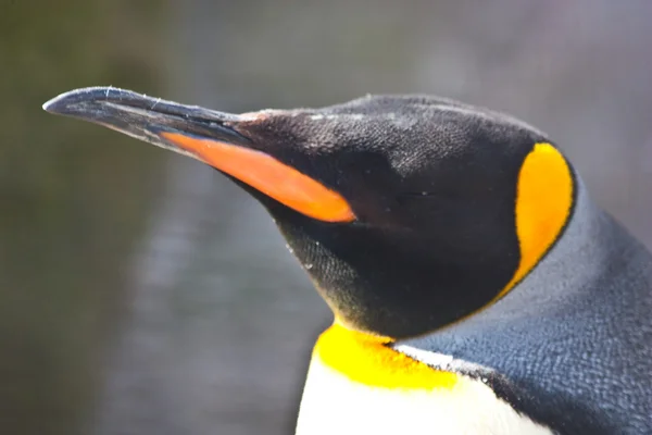 国王企鹅 — 图库照片