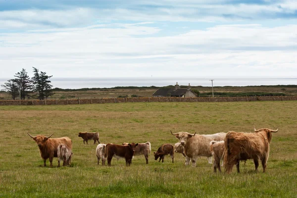 Gruppo di vitelli Angus — Foto Stock