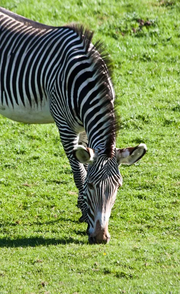 Eten zebra — Stockfoto