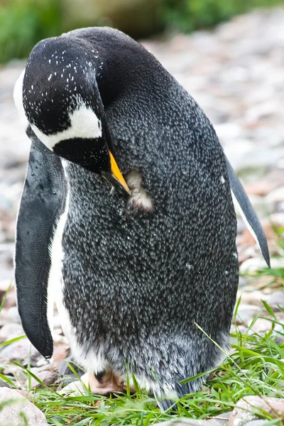 Tučňák oslí — Stock fotografie