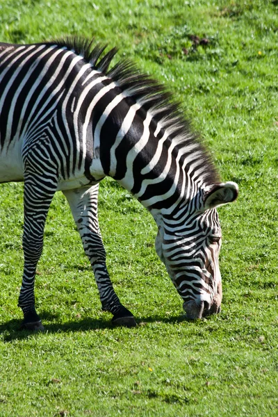 Zebra essen — Stockfoto