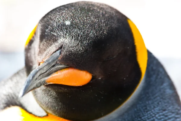 Re Pinguino — Foto Stock