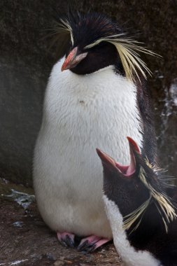 Rockhopper Penguin clipart