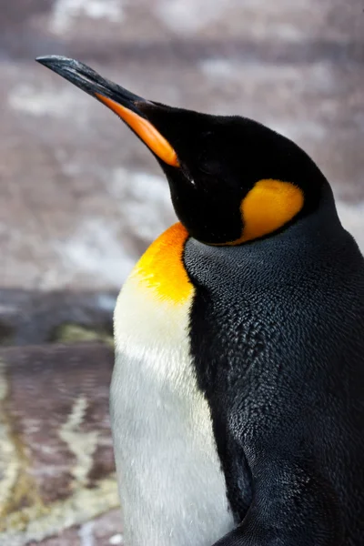 Král tučňák — Stock fotografie