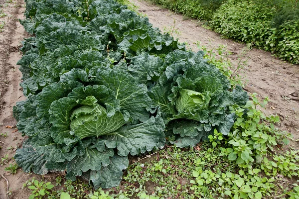 stock image Cabbage