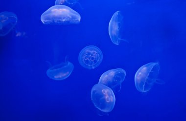 Jellyfish on blue clipart