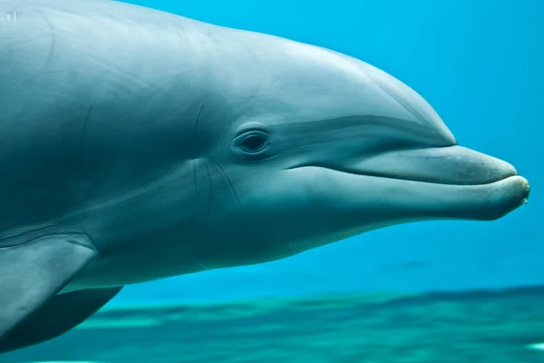 Dolphin portrét — Stock fotografie