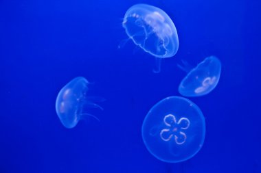 Jellyfish on blue clipart