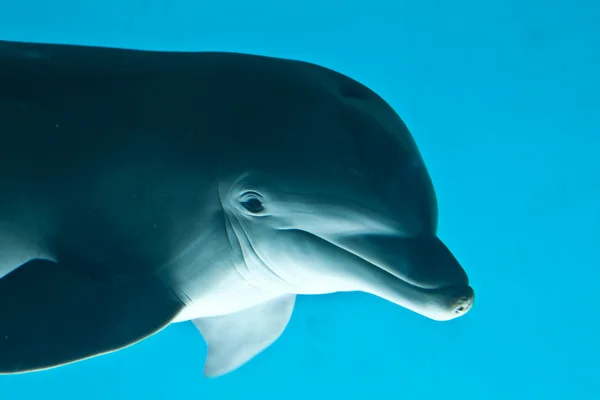 蓝色背景 热那亚 意大利的水族馆的海豚肖像 — 图库照片