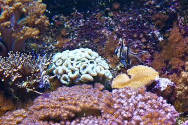 coral reef ve detay: Mısır, Kızıldeniz