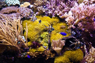 coral reef ve detay: Mısır, Kızıldeniz