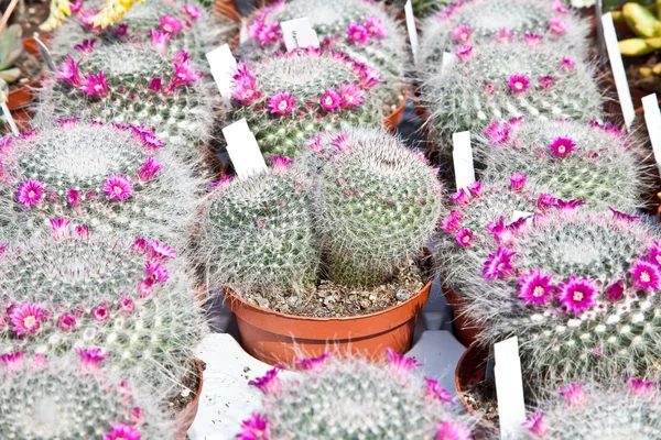 Impianto di cactus — Foto Stock