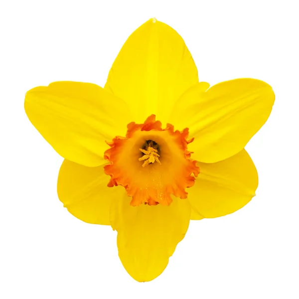 Daffodil Zdjęcie Stockowe