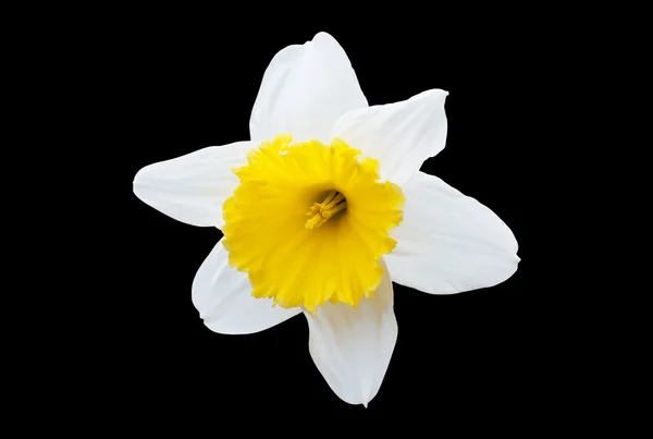 Narciso blanco —  Fotos de Stock