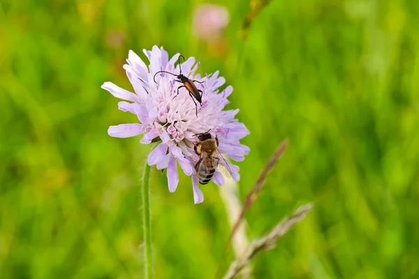 Пчела с жуком — стоковое фото