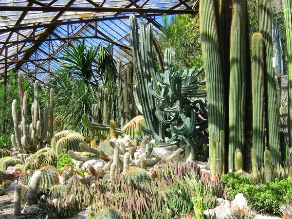 stock image Cacti of various forms