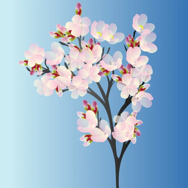 Branche cerise sur fond bleu — Photo