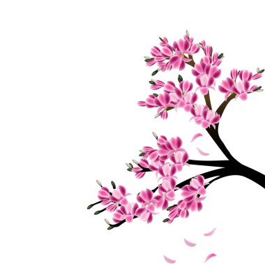 Magnolia clipart