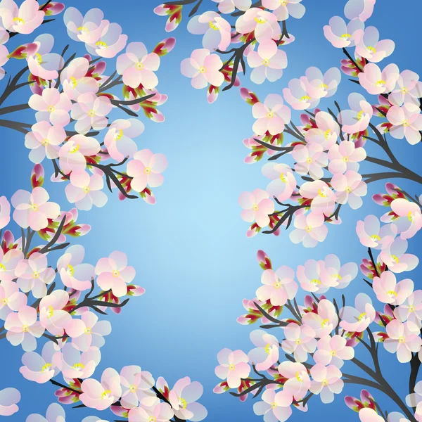 Finom cseresznye virágok tavasszal virágzó ága — Stock Fotó