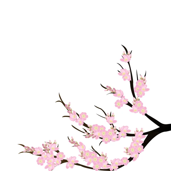 Branche Fleur Cerisier Sur Fond Blanc — Photo