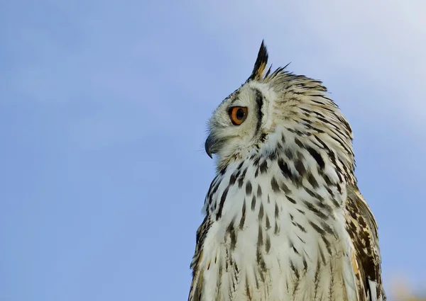 Owl close up