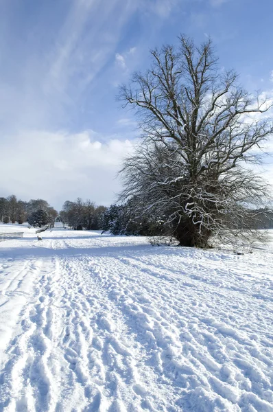 Snow tree Stock Picture