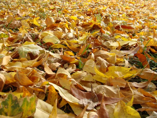 stock image Yellow leaf background