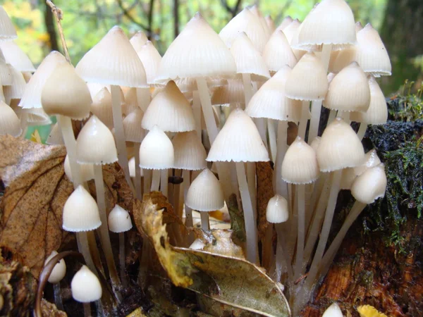 Pilzgruppe in einem Hanf — Stockfoto