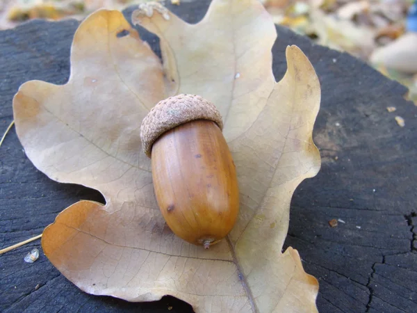 Acorn on an oak leaf — Stock Photo, Image