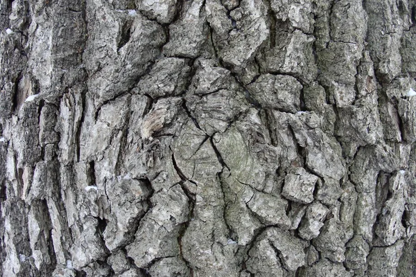オークのクローズ アップの樹皮 背景として使用することがあります — ストック写真