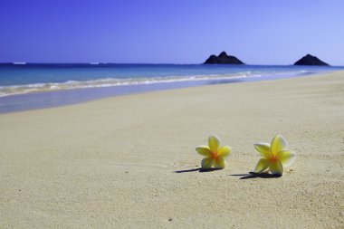 Two plumeria blossoms on a sandy beach clipart
